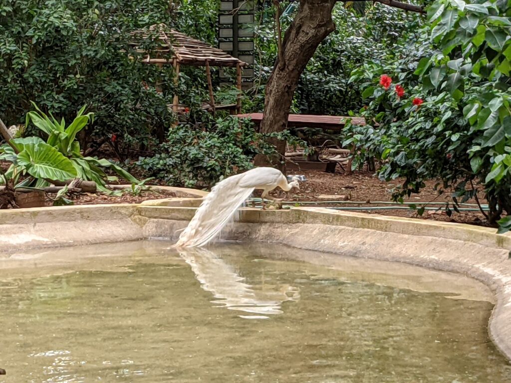 white Peacock at Karanji Lake Aviary
