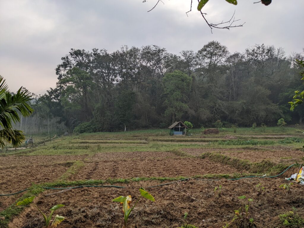 woods resort wayanad