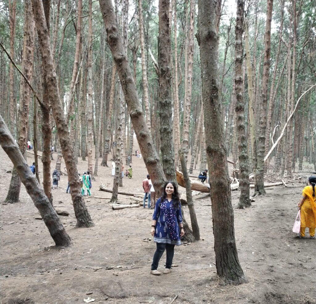 Pine Forest Kodaikanala