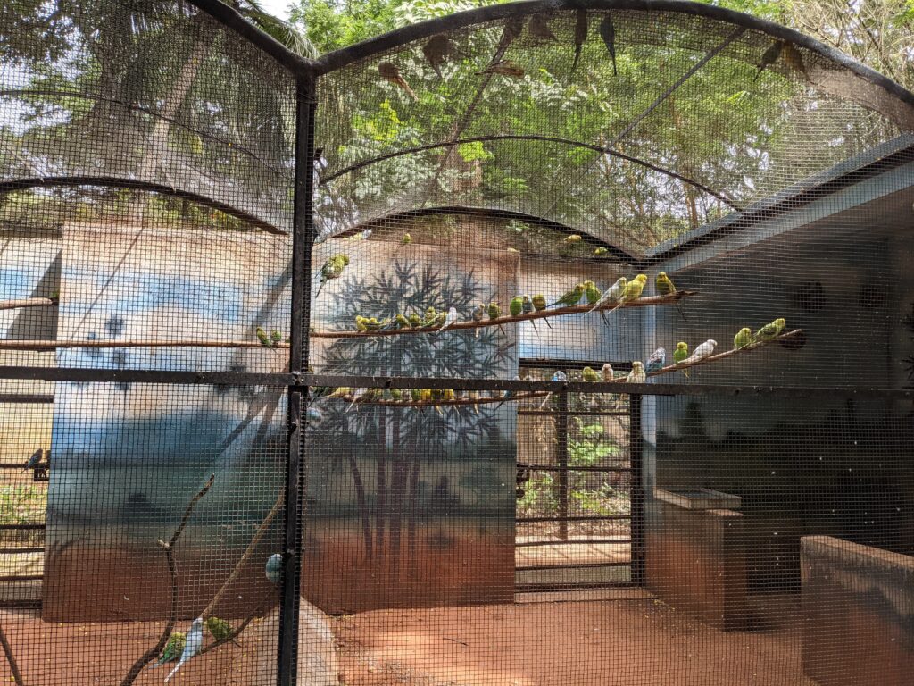 Birds at karanji Lake Mysore